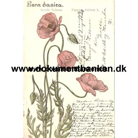 Flora Danica, Grde Valmue. Postkort 1906