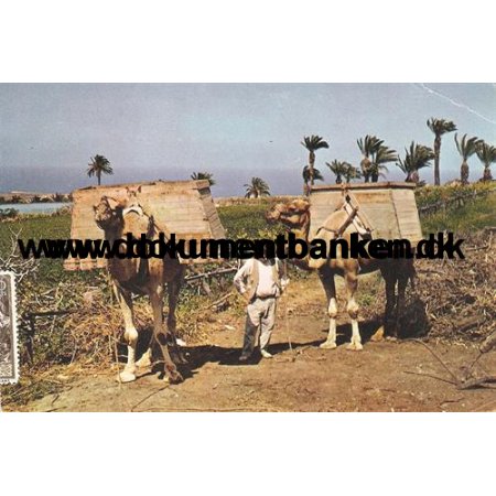 Islas Canarias, Camellos, Post Card