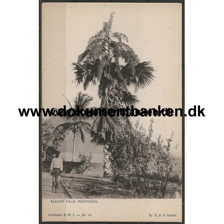 Dominica B.W.I. Talipot Palm Postkort