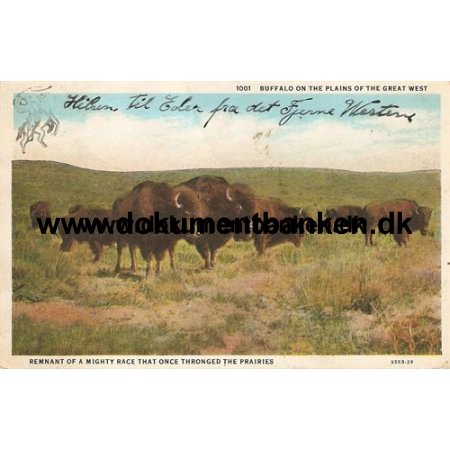 Buffalo on the plains of the great west