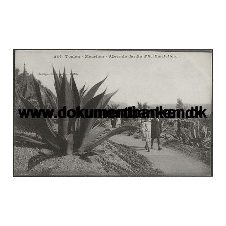 Aloes du Jardin d'Acclimatation Toulon Frankrig Postkort